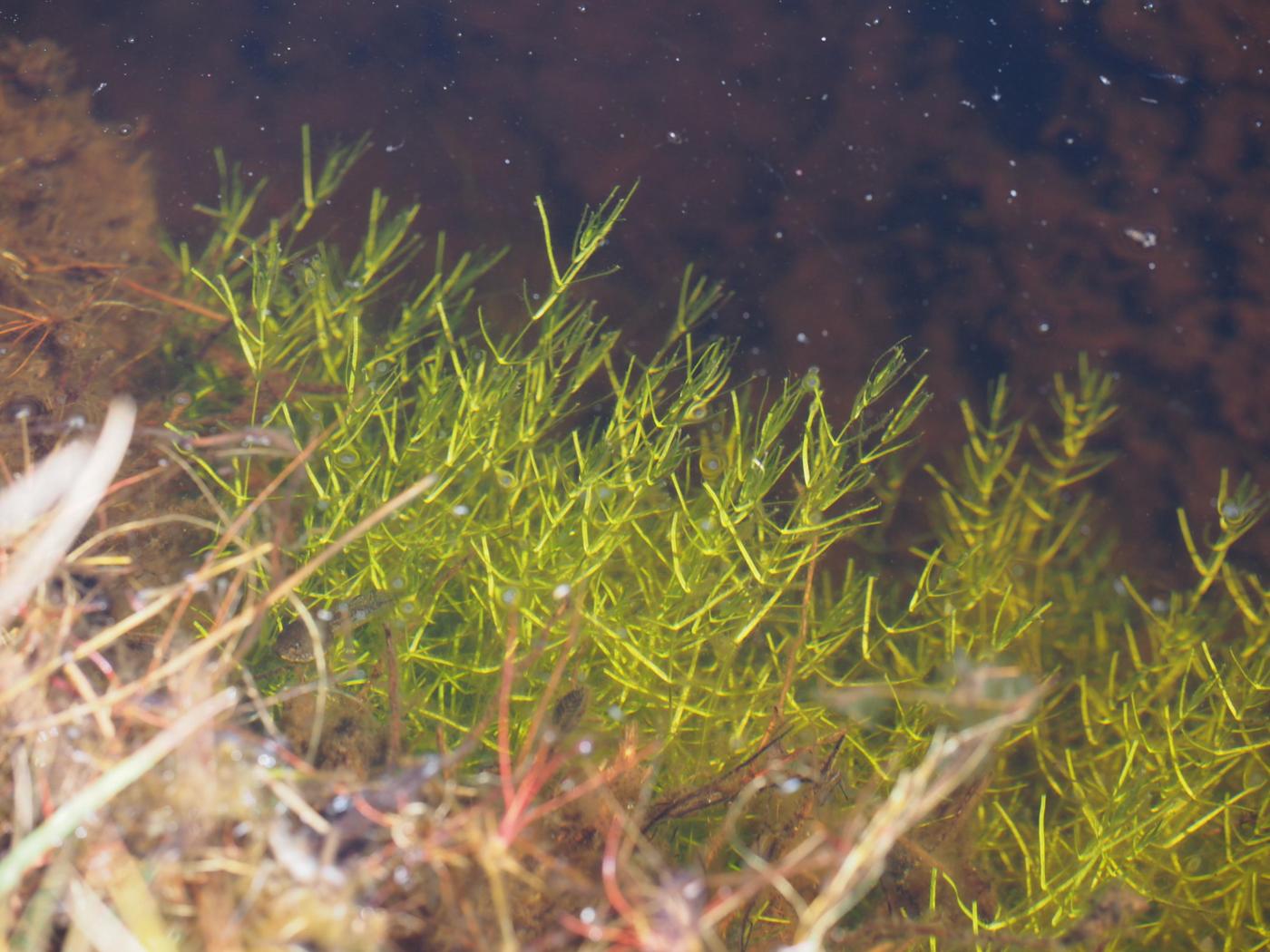 Starwort, Intermediate plant